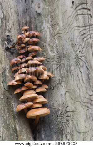 Flammulina Velutipes Mushrooms On An Old Stump