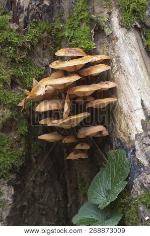 Flammulina Velutipes Mushrooms On An Old Stump