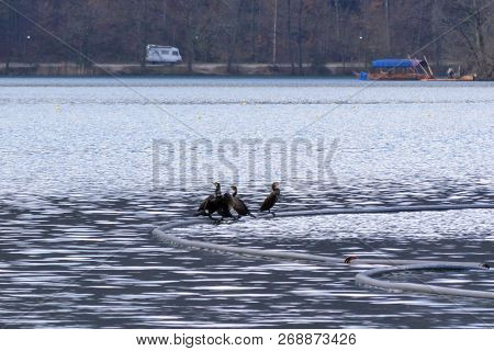The Big Black Cormorants On The Watch