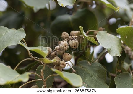 Fruits Of A Broad-leaved Croton Tree (croton Macrostachyus)