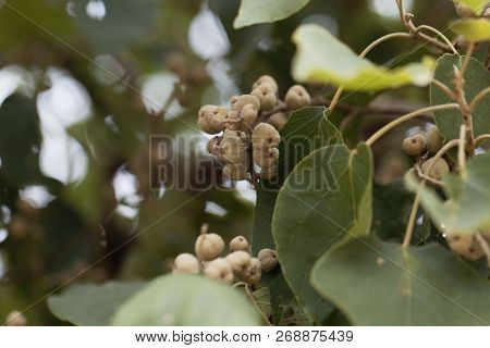 Fruits Of A Broad-leaved Croton Tree (croton Macrostachyus)