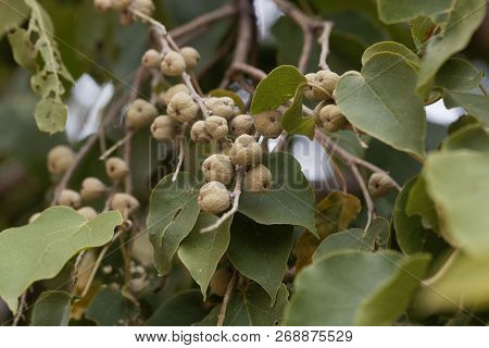 Fruits Of A Broad-leaved Croton Tree (croton Macrostachyus)