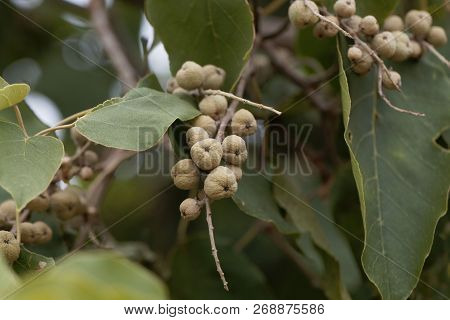 Fruits Of A Broad-leaved Croton Tree (croton Macrostachyus)