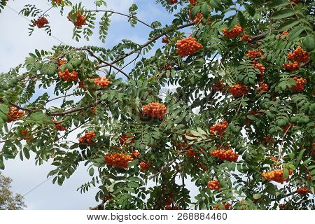 Berries On Branches Of Rowan Against The Sky