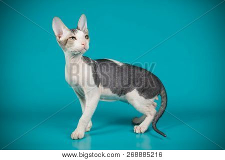 Don Sphinx Cat On Colored Backgrounds