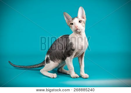 Don Sphinx Cat On Colored Backgrounds