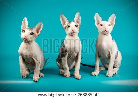 Don Sphinx Cat On Colored Backgrounds