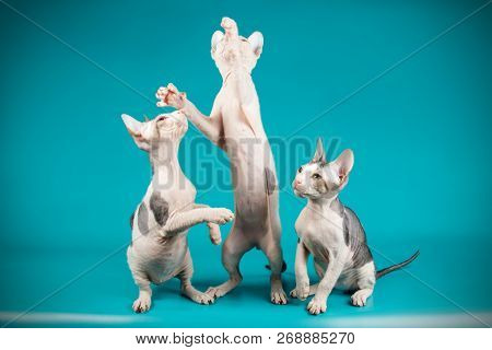 Don Sphinx Cat On Colored Backgrounds