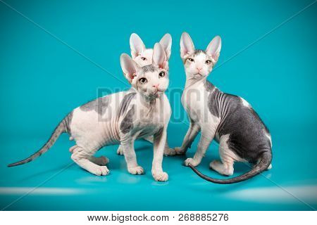 Don Sphinx Cat On Colored Backgrounds