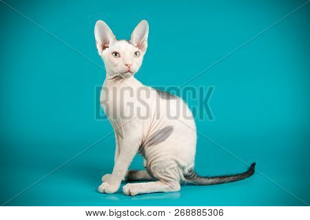 Don Sphinx Cat On Colored Backgrounds