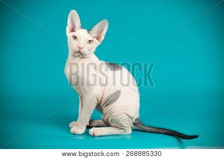 Don Sphinx Cat On Colored Backgrounds