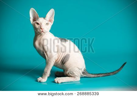 Don Sphinx Cat On Colored Backgrounds