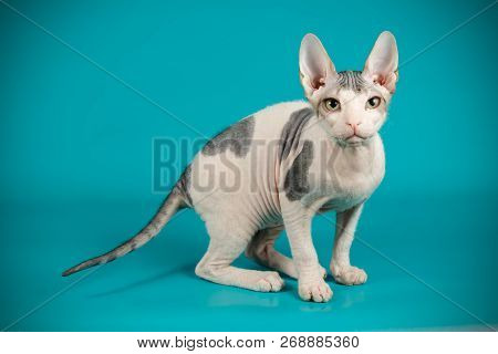 Don Sphinx Cat On Colored Backgrounds