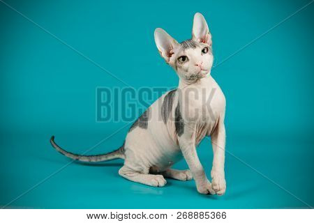 Don Sphinx Cat On Colored Backgrounds