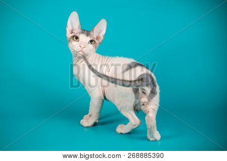 Don Sphinx Cat On Colored Backgrounds