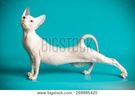 Don Sphinx Cat On Colored Backgrounds