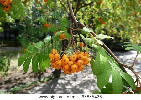 Cluster Of Bright Orange Berries Of Rowan