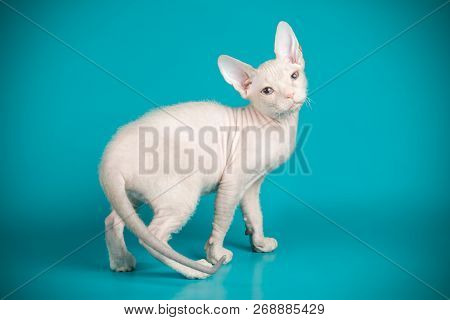 Don Sphinx Cat On Colored Backgrounds