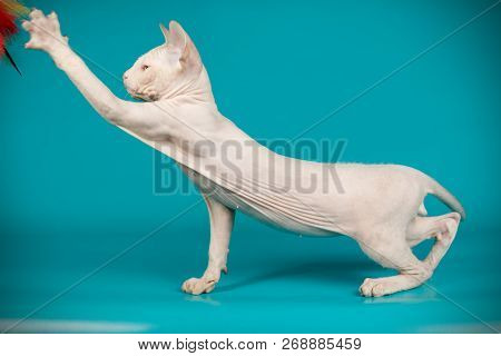 Don Sphinx Cat On Colored Backgrounds