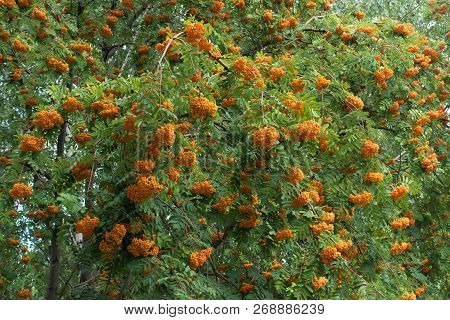 Lots Of Orange Fruits On Branches Of Rowan Tree