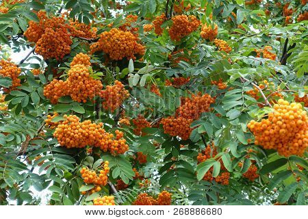 Many Orange Berries On Branches Of Rowan Tree