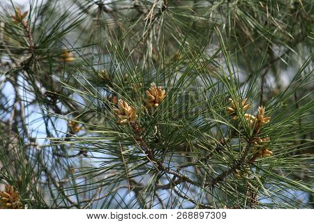 Fresh Young Pinecones Among Green Pine Needles