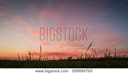 Beautiful Sunset In Field With Small Green Plants Out Of Focus