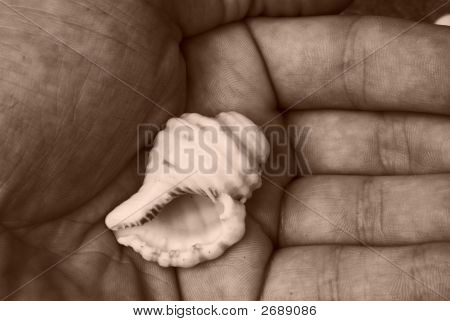 Shell In mano
