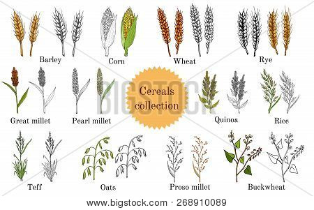 Hand Drawn Set Of Culinary Agricultural Cereals. Vector Illustration