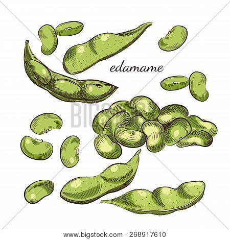 Edamame Beans And Pods Isolated On White Background. Edamame Hand Drawn Sketch In Vector.