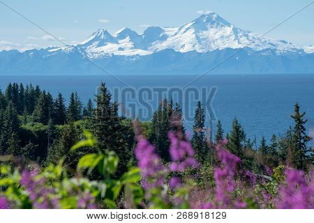 Clear View Of Mount Redoubt From Anchor Point Alaska On A Sunny Day. Fireweed And Trees In The Foreg