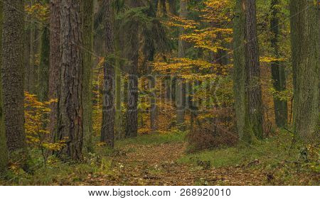 Dark Color Autumn Forest With Leaf Trees Near Luhacovice Town