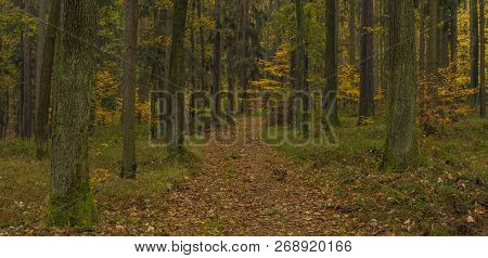 Dark Color Autumn Forest With Leaf Trees Near Luhacovice Town