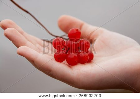 Sprig Of Red Viburnum Lies On The Childs Hand.