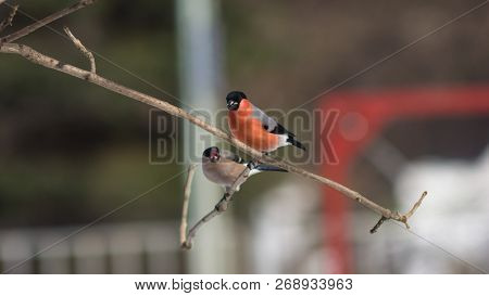 Red-colored Male And Defocused Female Of Eurasian Bullfinch, Pyrrhula Pyrrhula, Close-up Portrait On