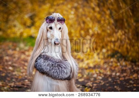 Stylish, Fashionable Dog,  Afghan Hound In A Fur Manto And  Against The Background Of The Autumn For