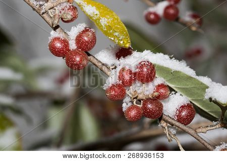 Ripe Autumn Olive Berries (elaeagnus Umbellata) Growing On A Branch Are Under Snow. Oleaster