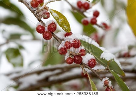 Ripe Autumn Olive Berries (elaeagnus Umbellata) Growing On A Branch Are Under Snow. Oleaster