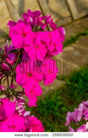 Flowers Pink Phlox. Summer Flowers In The Country.
