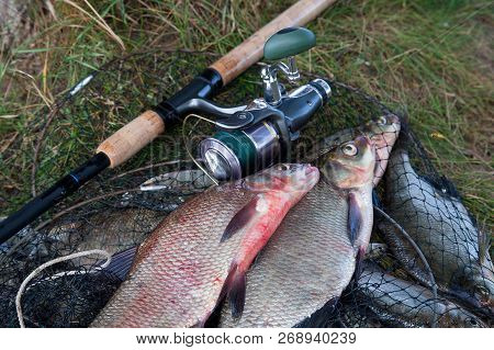 Two Big Freshwater Common Bream Fish And Fishing Rod With Reel On Landing Net..