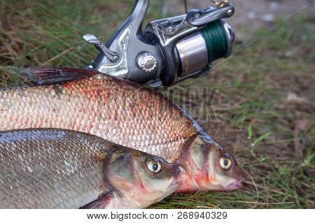 Successful Fishing -  Two Big Freshwater Bream Fish And Fishing Rod With Reel On Natural Background.