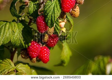 Raspberries On Bush Branch. Autumn Raspberries Currants On Bush. Red Raspberries In Garden. Autumn B