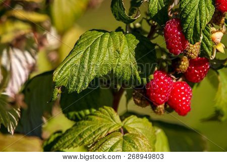 Raspberries On Bush Branch. Autumn Raspberries Currants On Bush. Red Raspberries In Garden. Autumn B