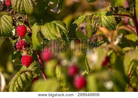 Raspberries On Bush Branch. Autumn Raspberries Currants On Bush. Red Raspberries In Garden. Autumn B