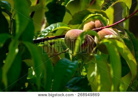 Peaches On Tree Branch. Unripe Peaches On Tree. Peaches In Garden. Summer Fruits In Latvia. Tasty Pe