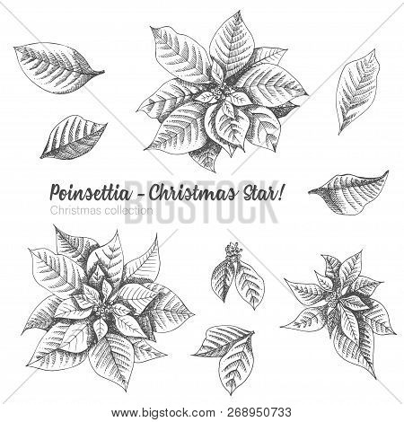 Set Of Hand Drawn Sketch Christmas Poinsettia Flowers. Vintage Style. Traditional Christmas Decorati
