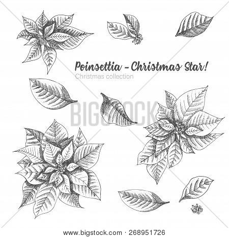 Set Of Hand Drawn Sketch Christmas Poinsettia Flowers. Vintage Style. Traditional Christmas Decorati