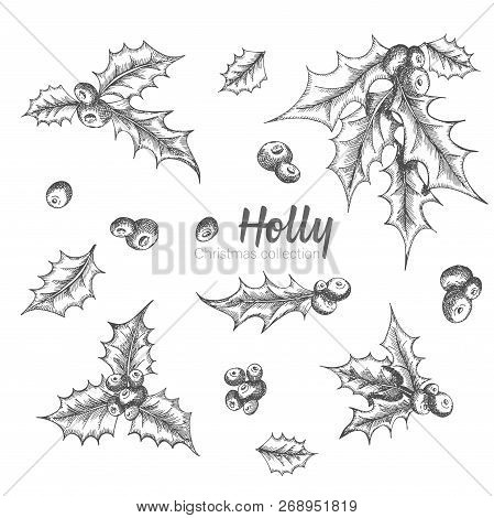 Set Of Hand Drawn Sketch Christmas Poinsettia Flowers. Vintage Style. Traditional Christmas Decorati