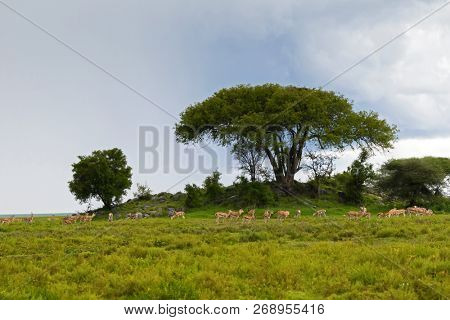 Herd of antelope Thomson's gazelle, Grant's gazelle, African animal feeding at small hill kopje at Serengeti National Park in Tanzania, East Africa 