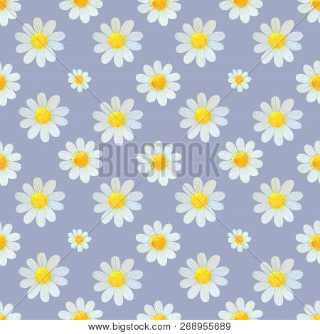 Daisies Wildflowers Watercolor Pattern Set Illustration Seamless